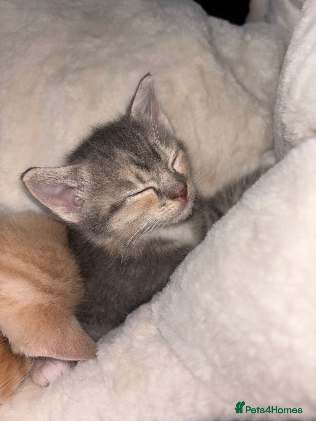 Scottish Fold cats for sale: Scottish Straight Kitten  - Image 7
