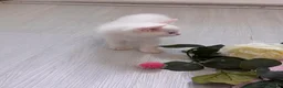 Munchkin cats for sale: Turkish Angora x Munchkin male and female  - Advert 8