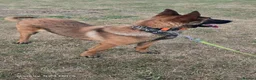 Belgian Shepherd Dog dogs for sale: Kc registered malinois  - Advert 9