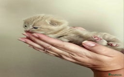 Mixed Breed cats for sale: £350.00 each Scottish straight cross kittens - Image 2