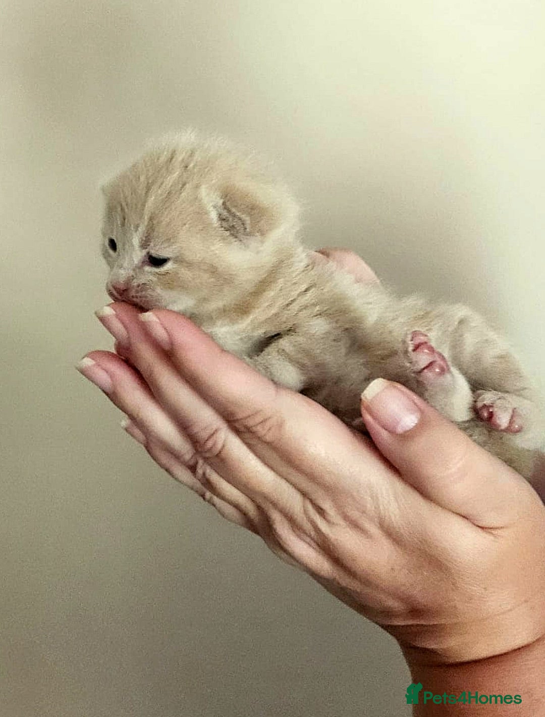 Mixed Breed cats for sale: £350.00 each Scottish straight cross kittens - Image 2