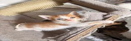 Mixed Breed cats for sale: Kittens looking4forever homes❤️ - Advert 7