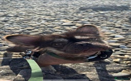 French Bulldog dogs for stud: Hairless french bulldog for STUD!!! - Image 1