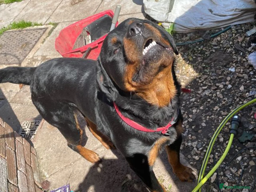 Rottweiler dogs for sale: Rottweiler puppies - Advert 12