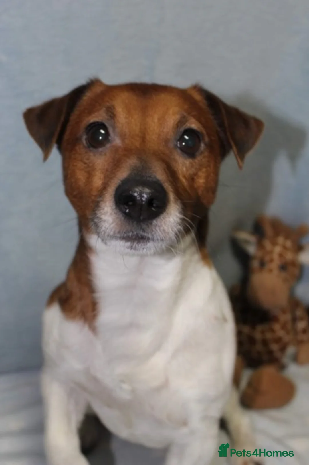 Jack Russell dogs for stud: STUNNING JACK RUSSEL STUD in Mauchline - Advert 4