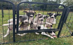 Whippet dogs for sale: Beautiful whippet puppies ready soon - Image 16