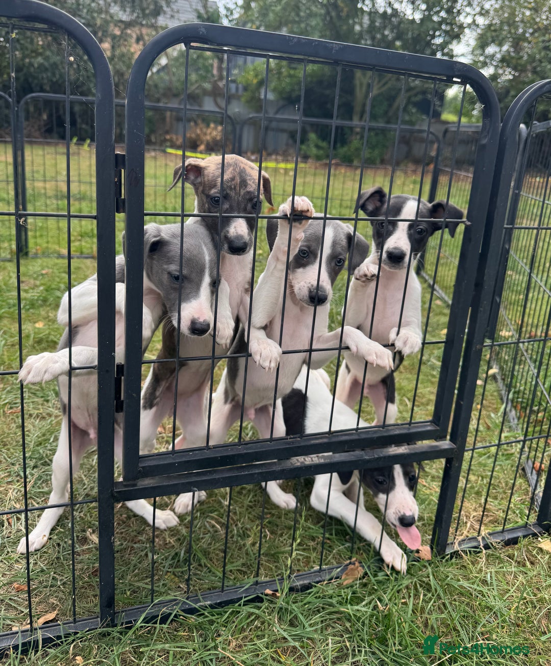 Whippet dogs for sale: Beautiful whippet puppies ready soon - Image 16