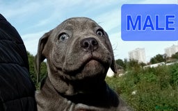 Staffordshire Bull Terrier dogs for sale: CHUNKY blue Staffordshire bull terror puppys - Image 9