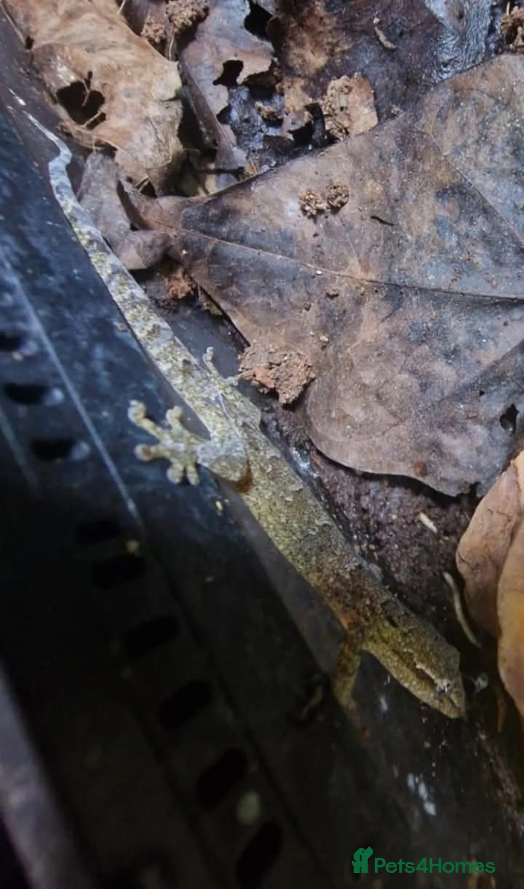 Gecko reptiles for sale: Mourning geckos. - Advert 5