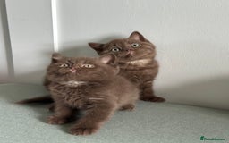 British Shorthair cats for sale: 🌈Beautiful Full Pedigree British Shorthairs 🌈🐱 - Image 30