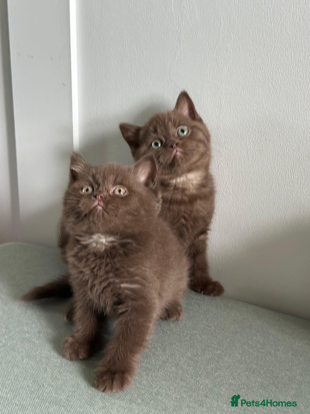 British Shorthair cats for sale: 🌈Beautiful Full Pedigree British Shorthairs 🌈🐱 - Image 30