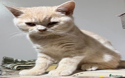 British Shorthair cats for sale: British Short Hair Cream Kitten in London - Image 5