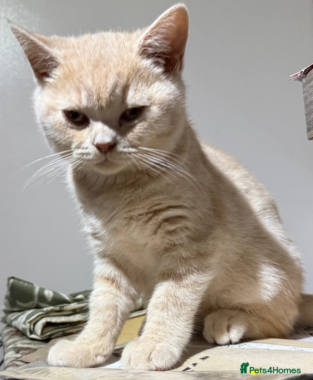 British Shorthair cats for sale: British Short Hair Cream Kitten in London - Image 5