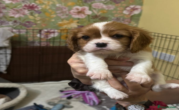 Cavalier King Charles Spaniel dogs - Advert 1