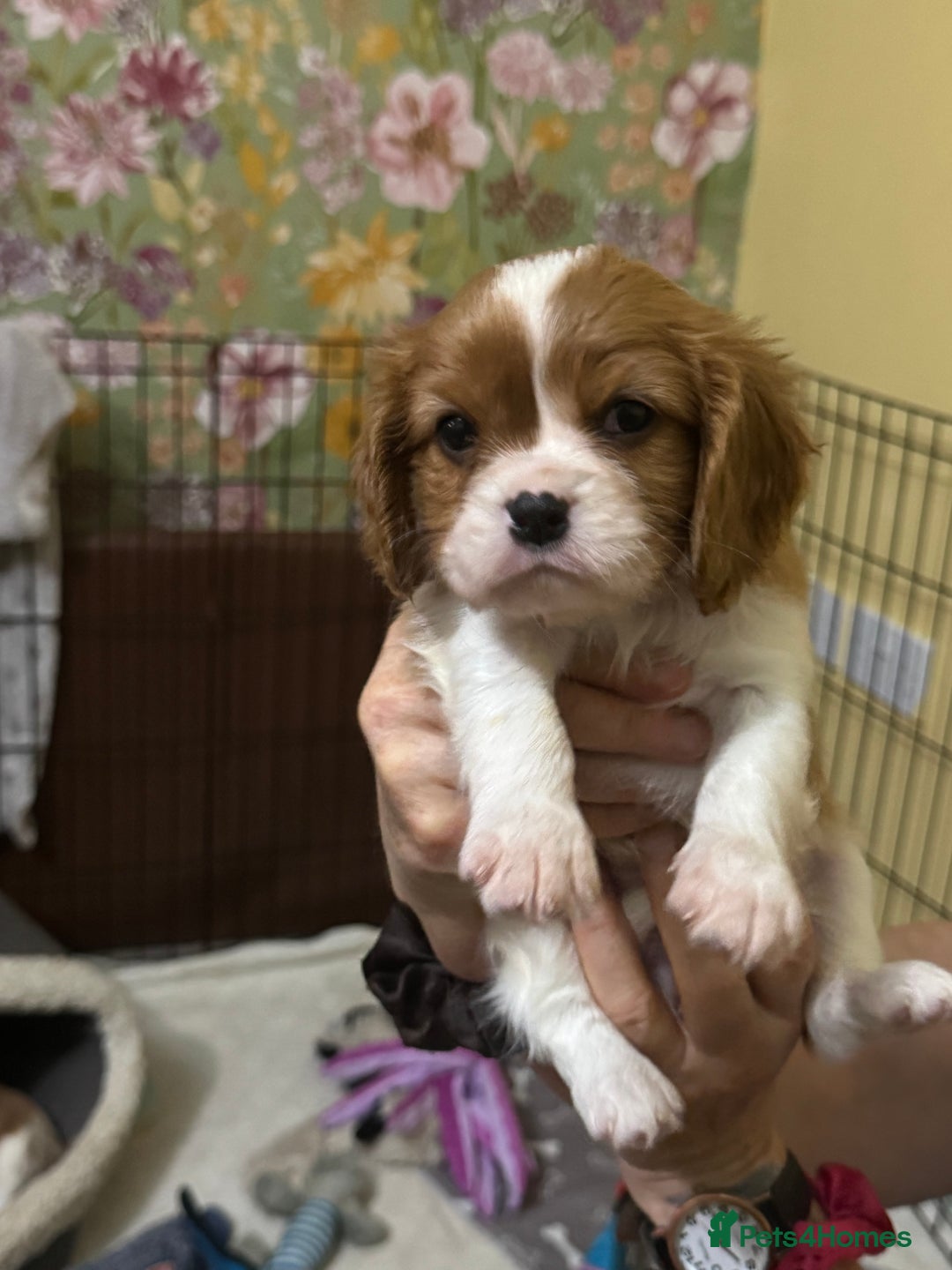Cavalier King Charles Spaniel dogs for sale: King Charles cavalier 1 boy left!  - Image 7