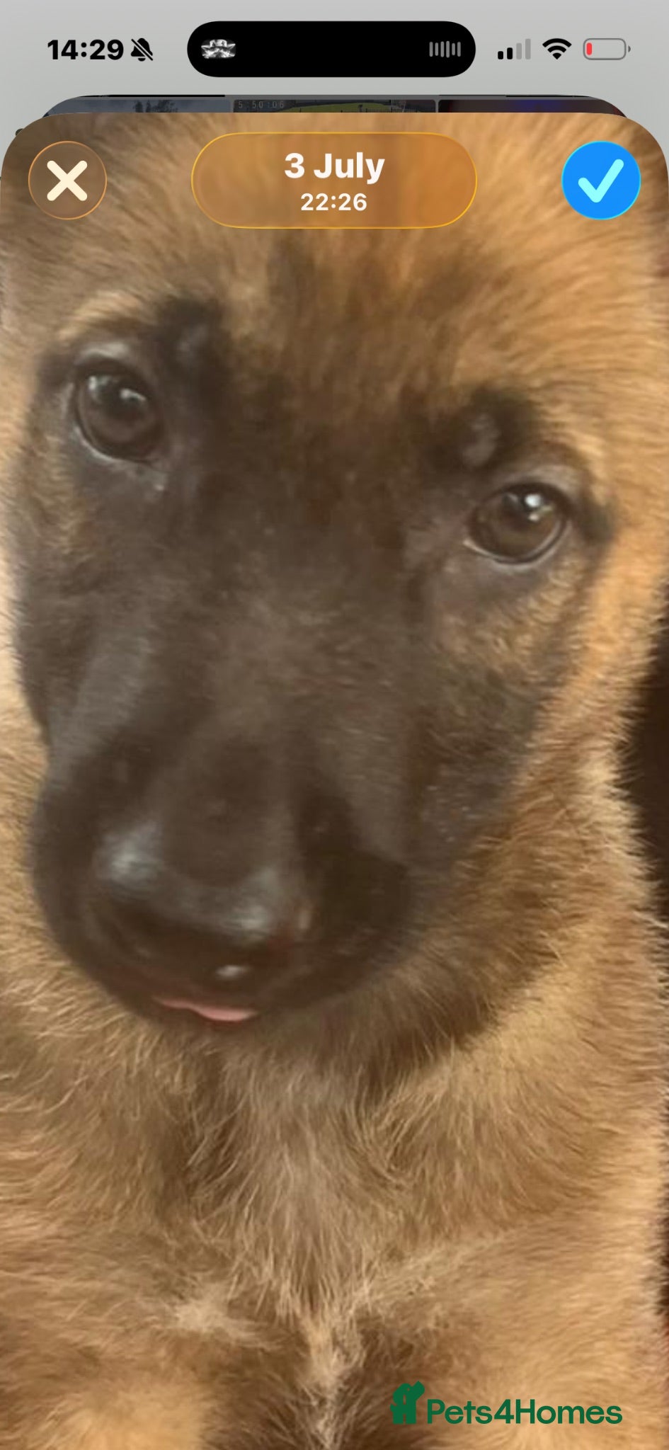 Belgian Shepherd Dog dogs Belgium shepherd  - Advert 1