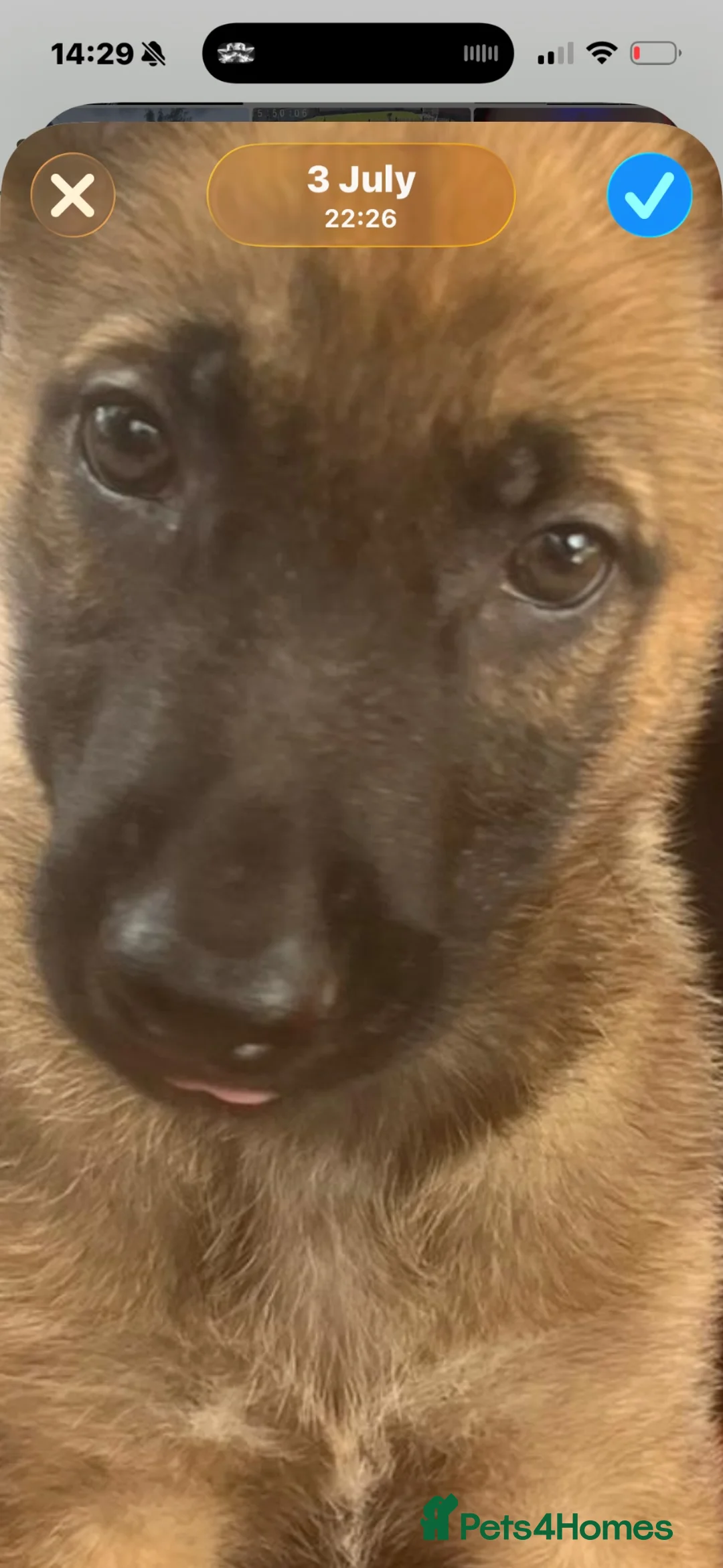 Belgian Shepherd Dog dogs for sale: Belgium shepherd  - Advert 1