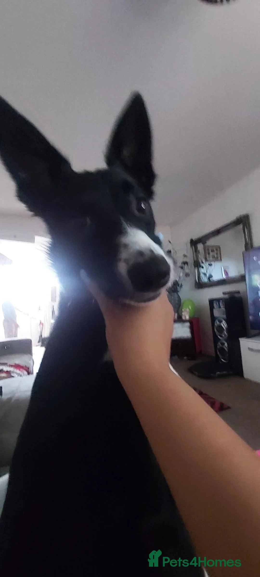 Border Collie dogs for sale: Harley  - Advert 2