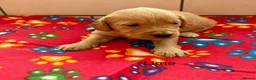 Labradoodle dogs for sale: Miniature Labradoodles frm licensed Exp breeder - Advert 10