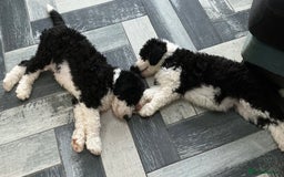 Sheepadoodle dogs for sale: Stunning Sheepadoodle puppies - Image 32