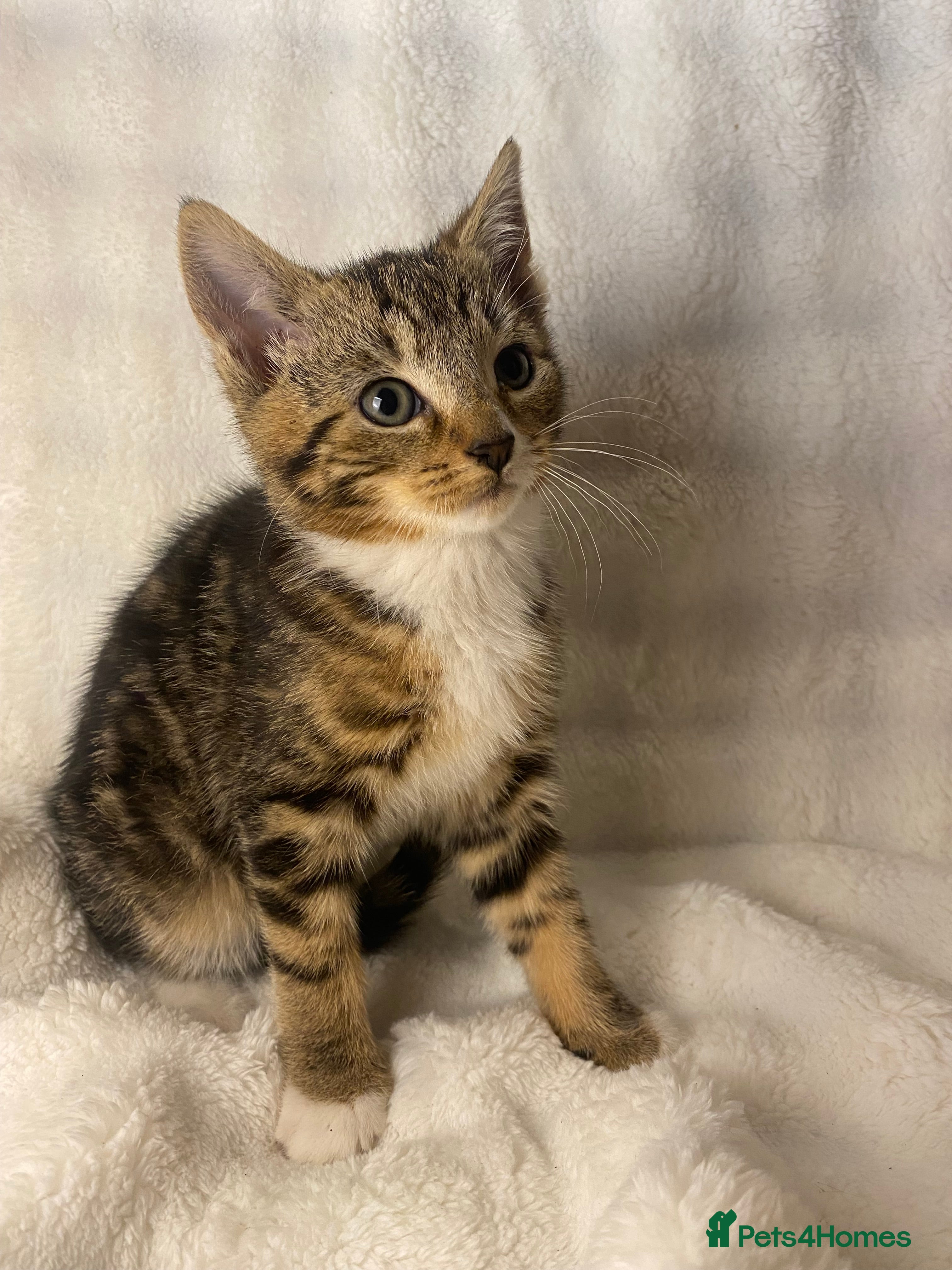 Domestic Shorthair cats Female Kitten Awaiting Its Forever Home🏡 - Advert 2