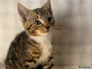 Domestic Shorthair cats Female Kitten Awaiting Its Forever Home🏡 - Advert 2