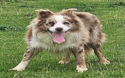 Border Collie dogs for stud: Lilac and red merle boys - Image 8