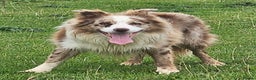 Border Collie dogs for stud: Lilac and red merle boys - Advert 8