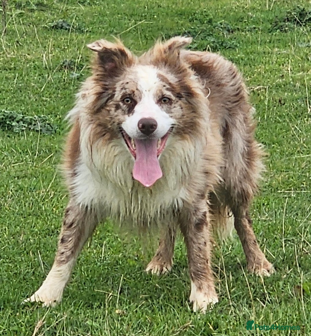 Border Collie dogs for stud: Lilac and red merle boys - Image 8