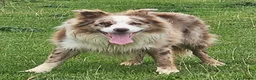 Border Collie dogs for stud: Lilac and red merle boys - Advert 9