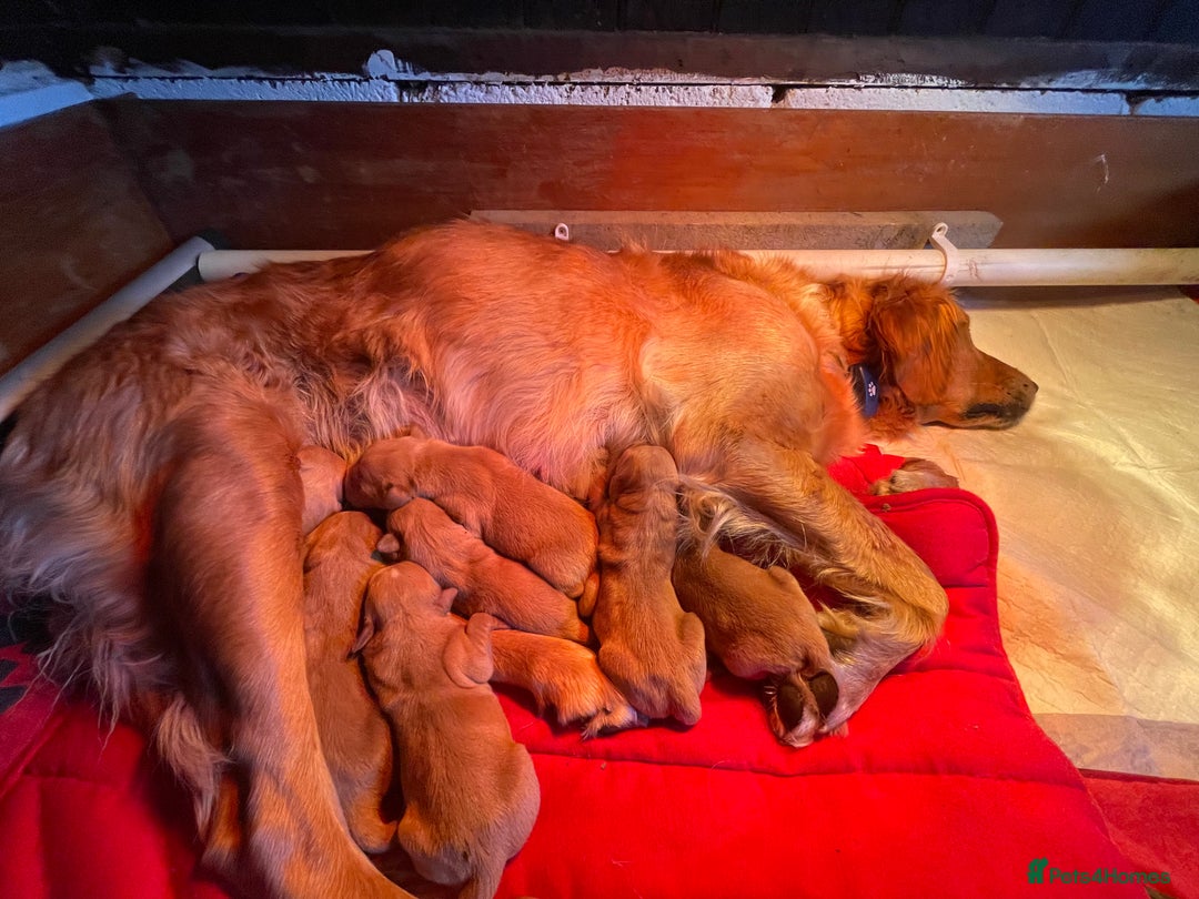 Golden Retriever dogs for sale: 2 beautiful golden retriever boys available. - Image 7