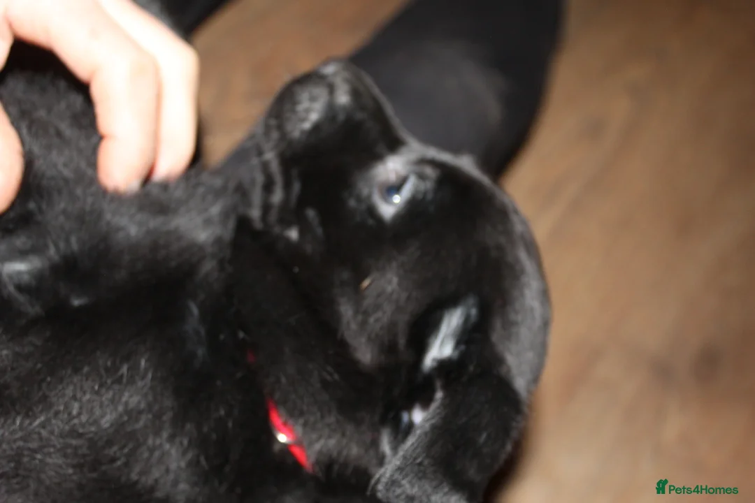 Labrador Retriever dogs for sale: 🔥 KC LABRADOR PUPPIES SILVER CHOCOLATE AND BLACK - Advert 35