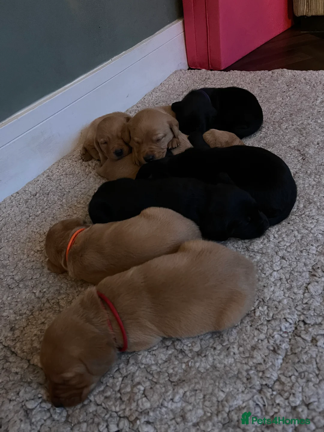 Labrador Retriever dogs for sale: Mabels, kc Labrador litter  - Advert 11