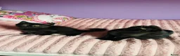 Scottish Fold cats for sale: Beautiful Scottish fold/straight kittens - Advert 11