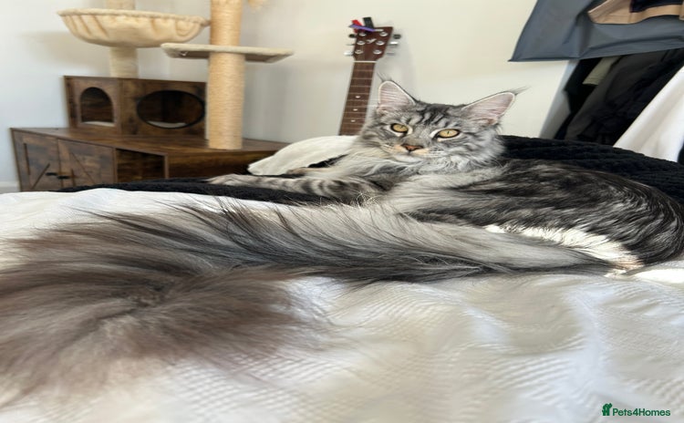 Maine Coon cats - Advert 15