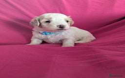 Maltipoo dogs for sale: Beautiful Toy Maltipoo Puppies - Advert 6
