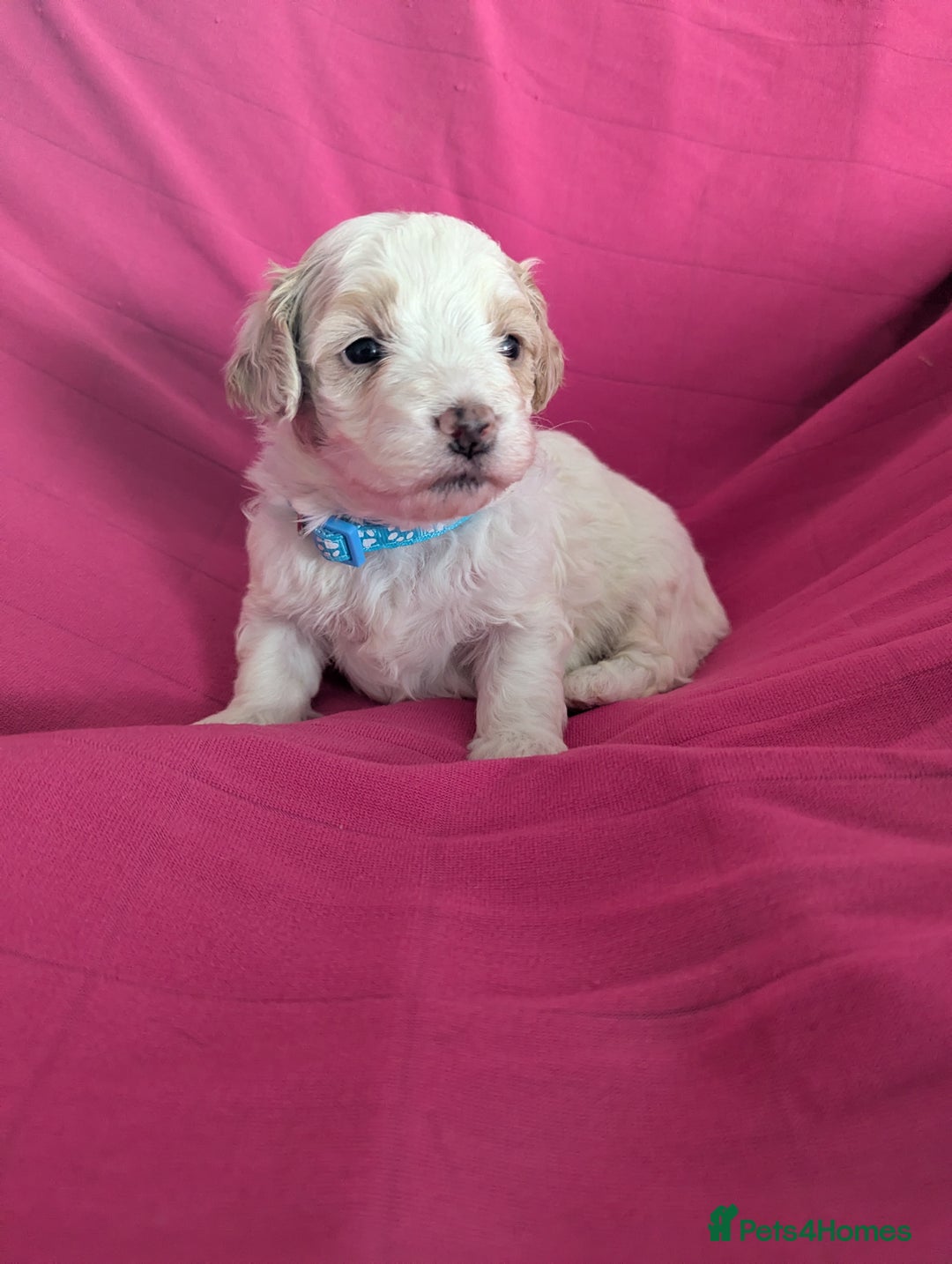 Maltipoo dogs for sale: Beautiful Toy Maltipoo Puppies - Advert 6