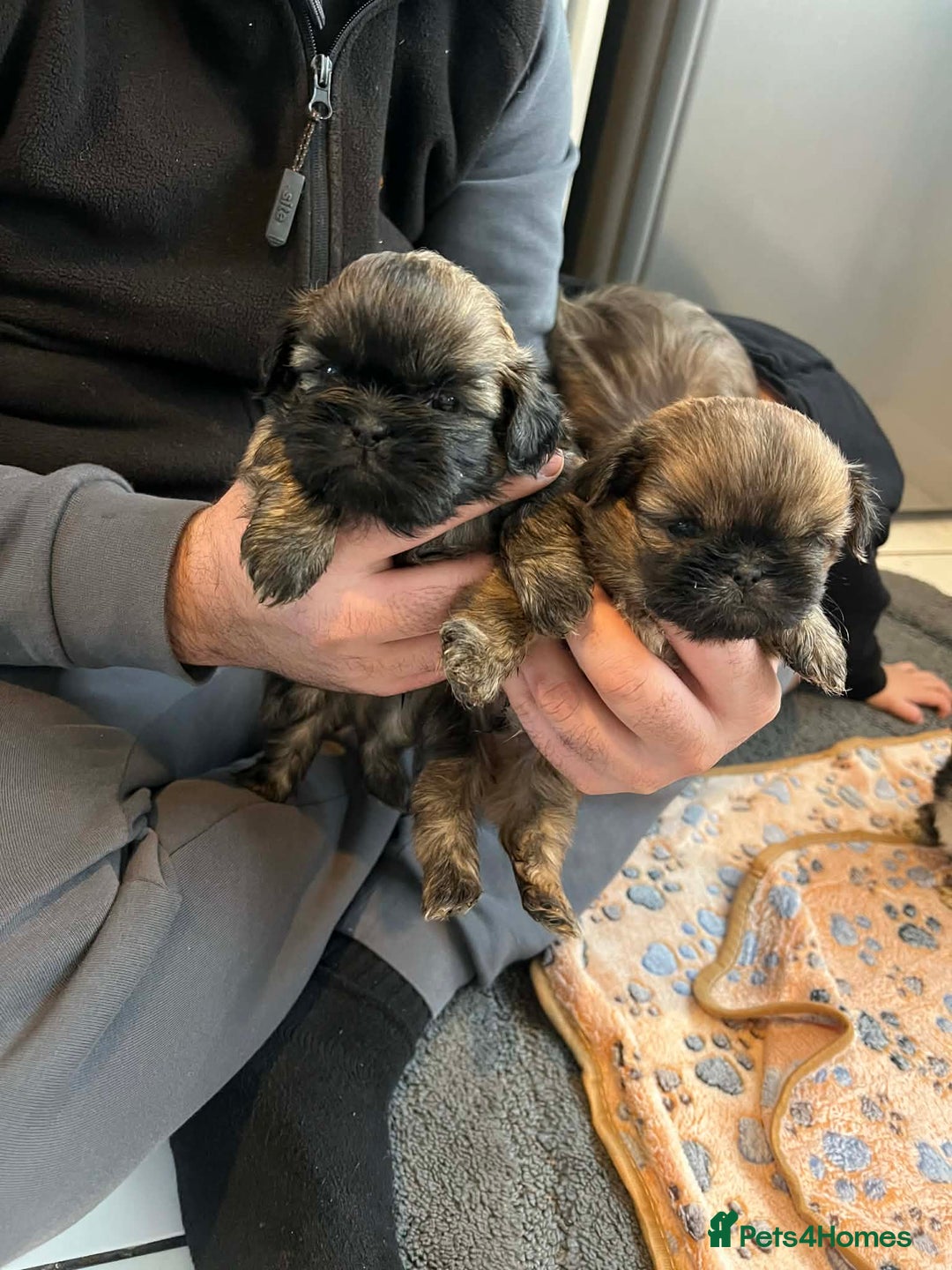 Shih Tzu dogs for sale: Shihtzu puppys  - Advert 4