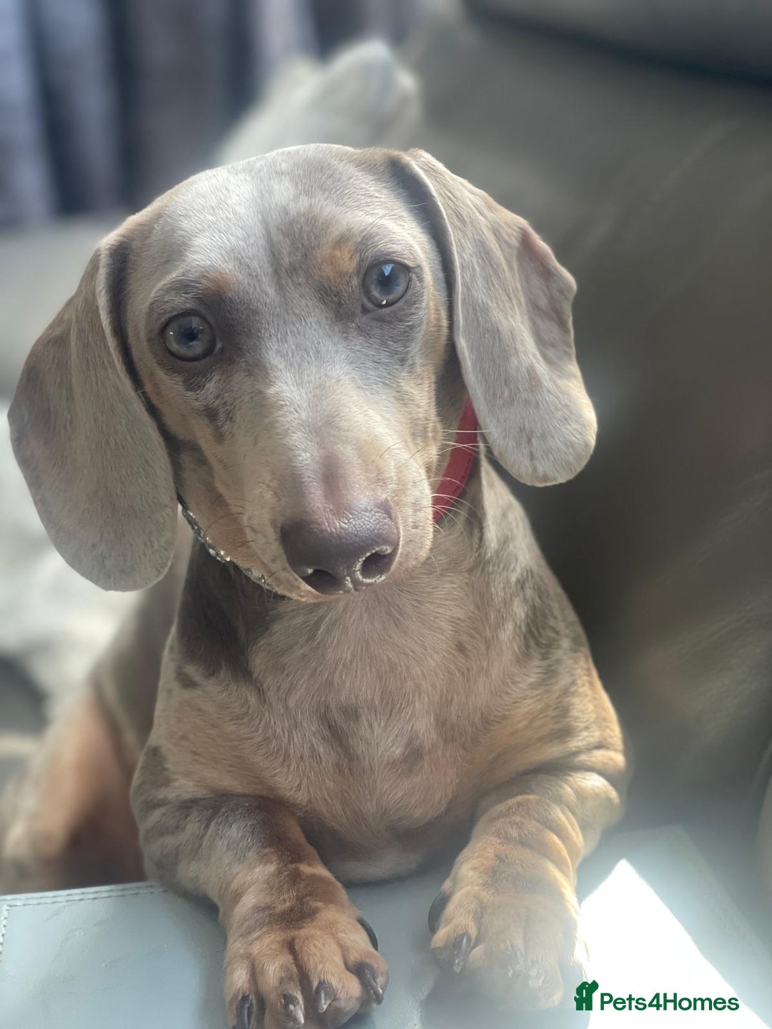 Miniature Dachshund dogs for sale: Little lady - Advert 1