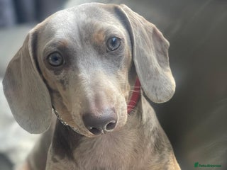 Miniature Dachshund dogs Little lady - Advert 2