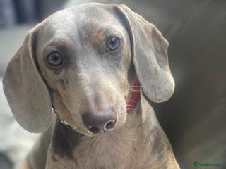 Miniature Dachshund dogs Little lady - Advert 9