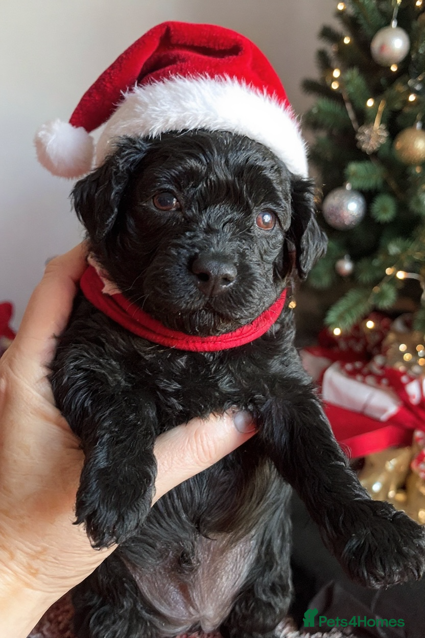 Toy Poodle dogs Black toy poodle male puppy excellent pedigree - Advert 2