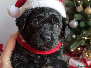 Toy Poodle dogs Black toy poodle male puppy excellent pedigree - Advert 3