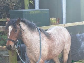 Irish Cob horses 12.2/12.3 3 year old cob x Welsh mare - Advert 17
