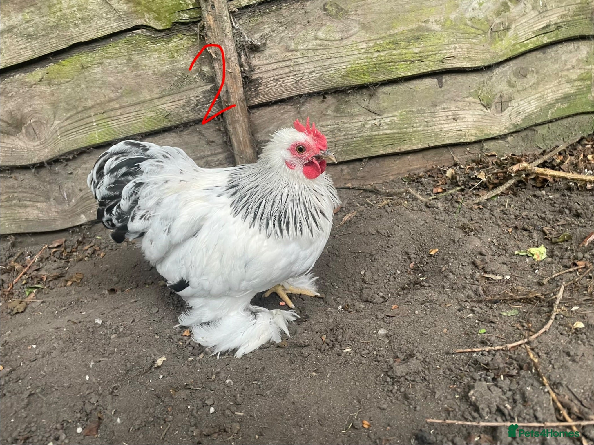Chickens poultry Free Roosters Various - Advert 11