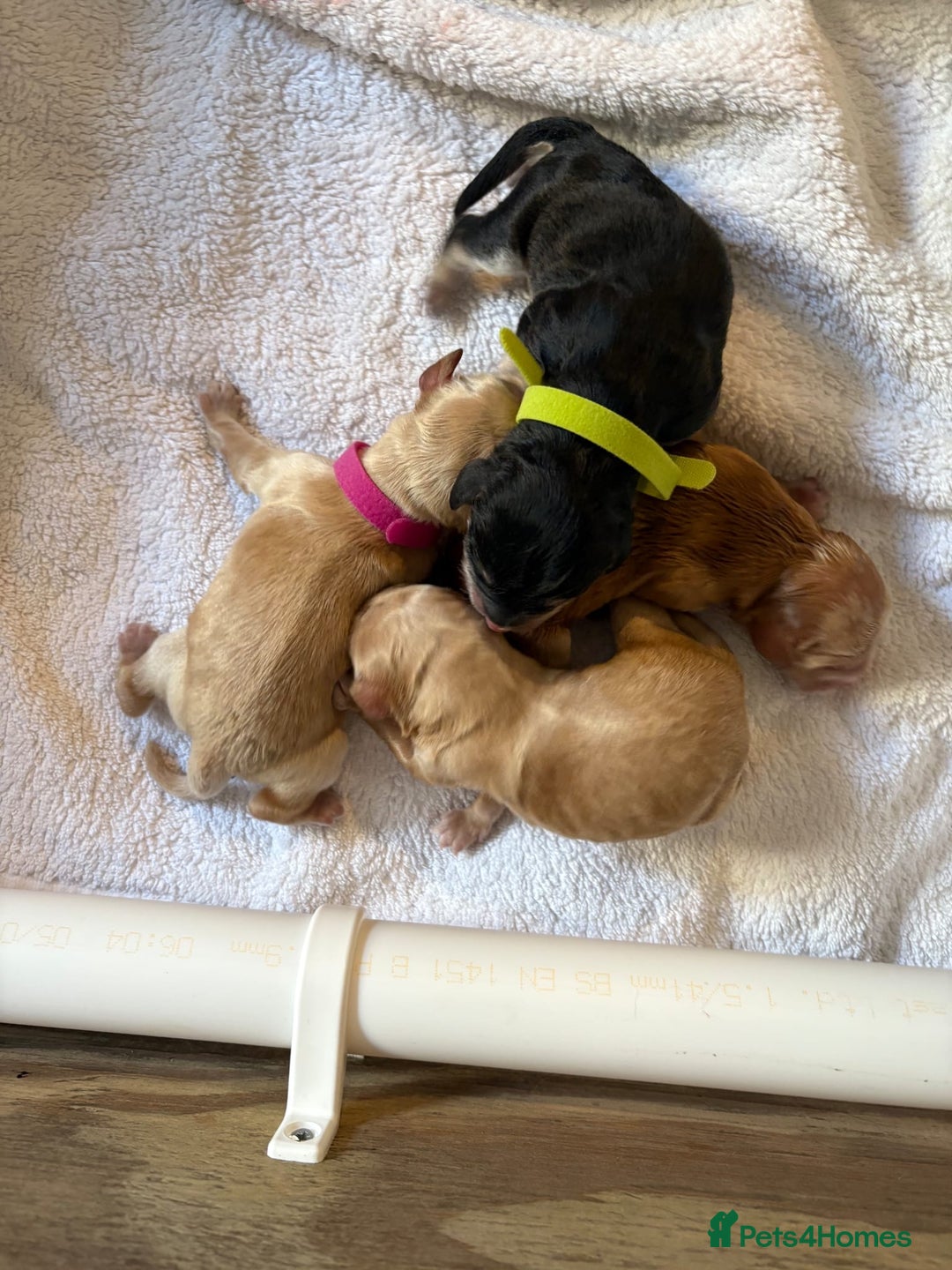 Cockapoo dogs for stud: Silver Phantom Parti Cockapoo for Stud - Advert 10