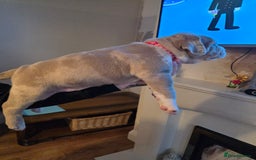 American Bully dogs for sale: Pocket Bully pups  - Image 2