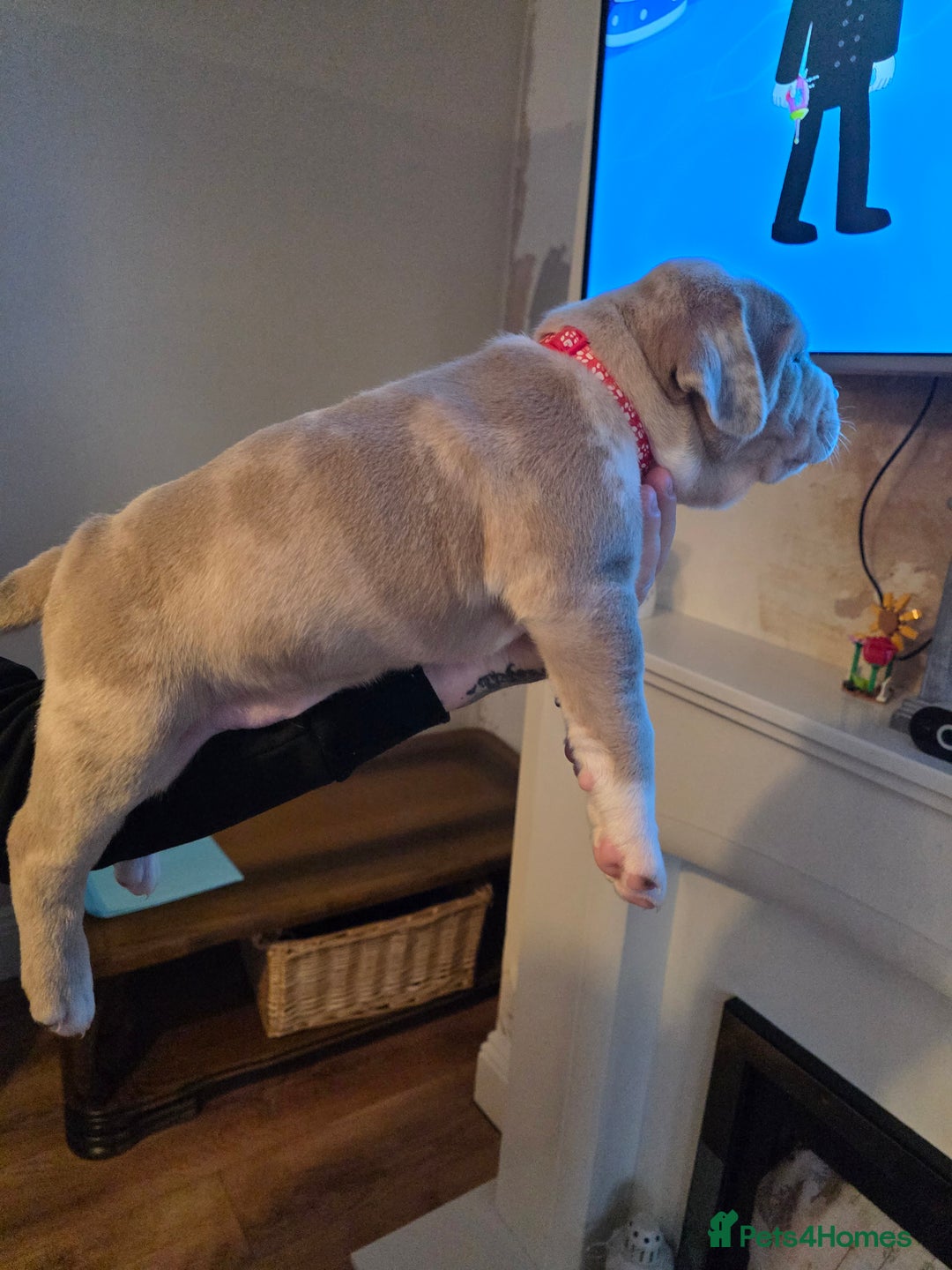 American Bully dogs for sale: Pocket Bully pups  - Image 2