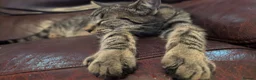Domestic Shorthair cats for sale: 2 brothers in Ilford - Advert 3