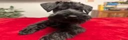 Miniature Schnauzer dogs for sale: Black Miniature Schnauzer boy - Advert 1